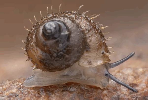 New Animal and Plant Species Discovered in India this October (2025 Update)