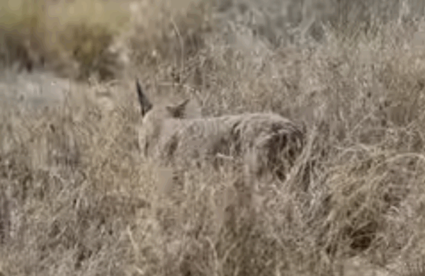 Caracal, One of India’s Rarest Wild Cats Seen Again in Jaisalmer
