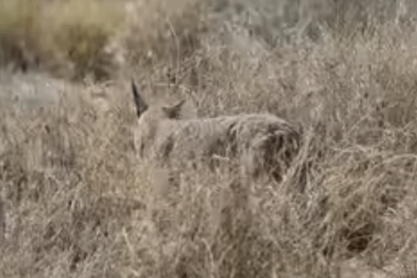 Caracal, One of India’s Rarest Wild Cats Seen Again in Jaisalmer