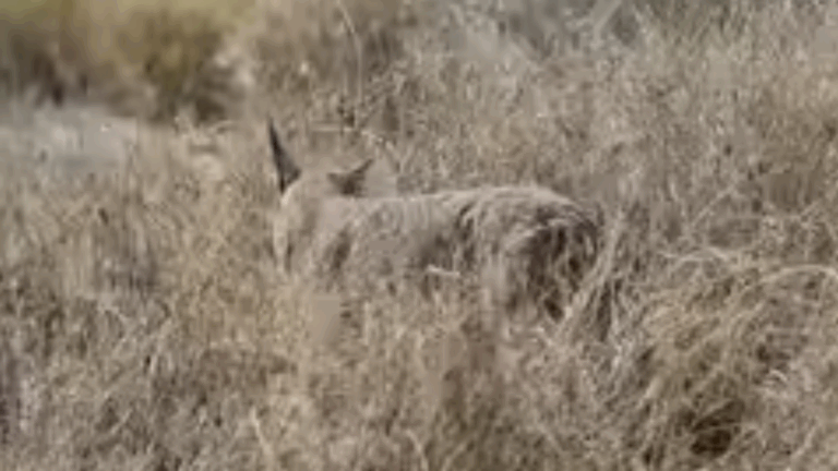 Caracal in Jaisalmer, Rajasthan