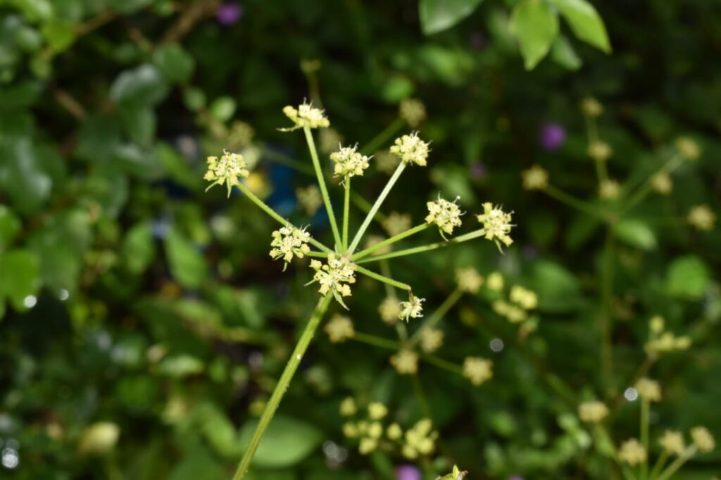 Tetrataenium manilalianum Kerala 