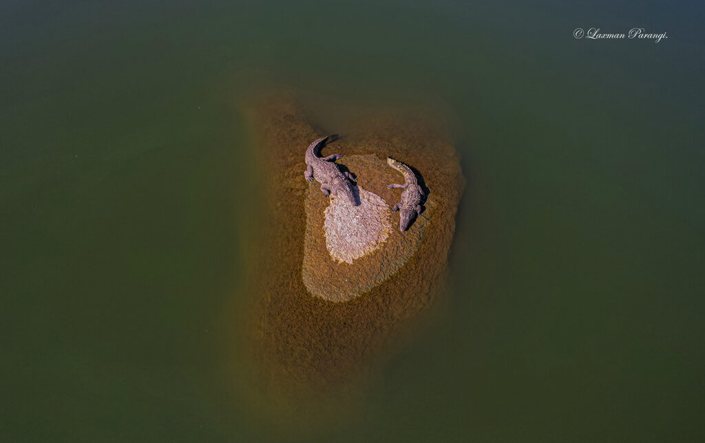 mugger crocodile, Rajasthan, Jawai Dam