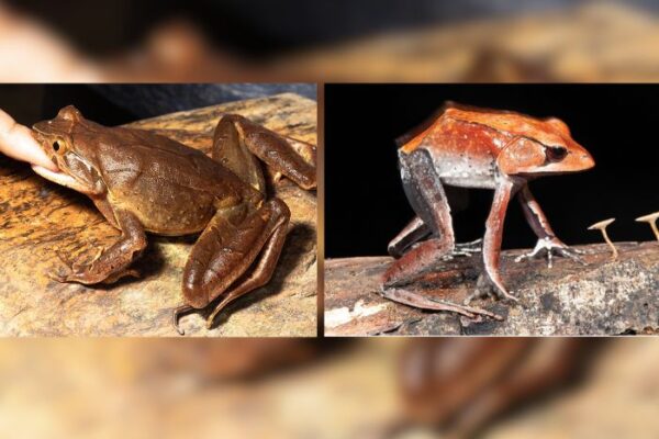 Meet the Indian Frogs That Bite, Scream and Stand Tall to Scare Predators