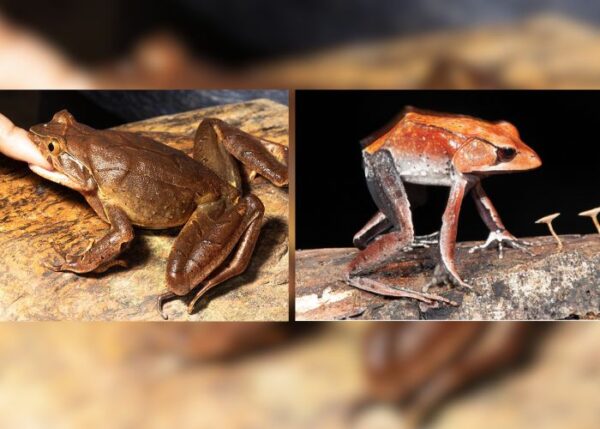 Meet the Indian Frogs That Bite, Scream and Stand Tall to Scare Predators