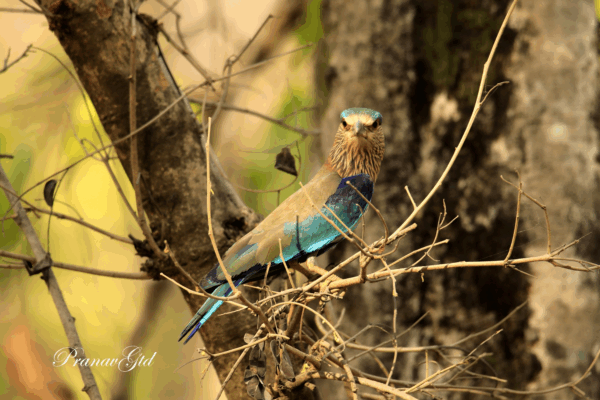 WildShots: An Elephant with Ivory Tusks, Great Indian Hornbill & Nilgiri Tahr