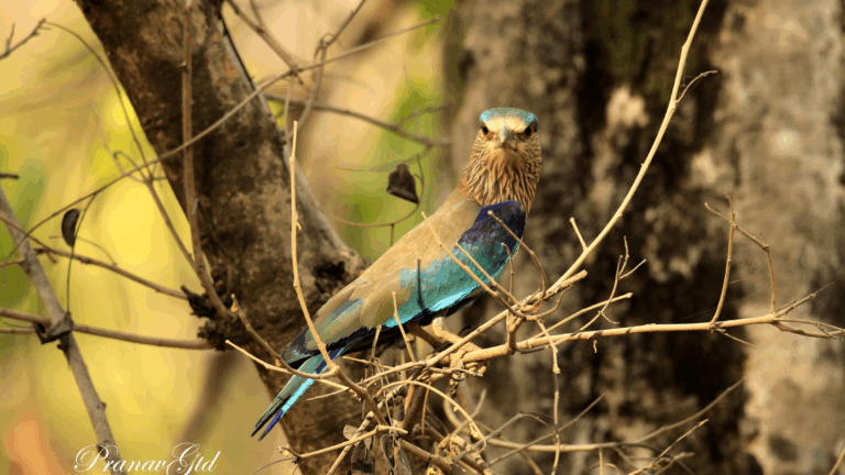 WildShots: An Elephant with Ivory Tusks, Great Indian Hornbill & Nilgiri Tahr