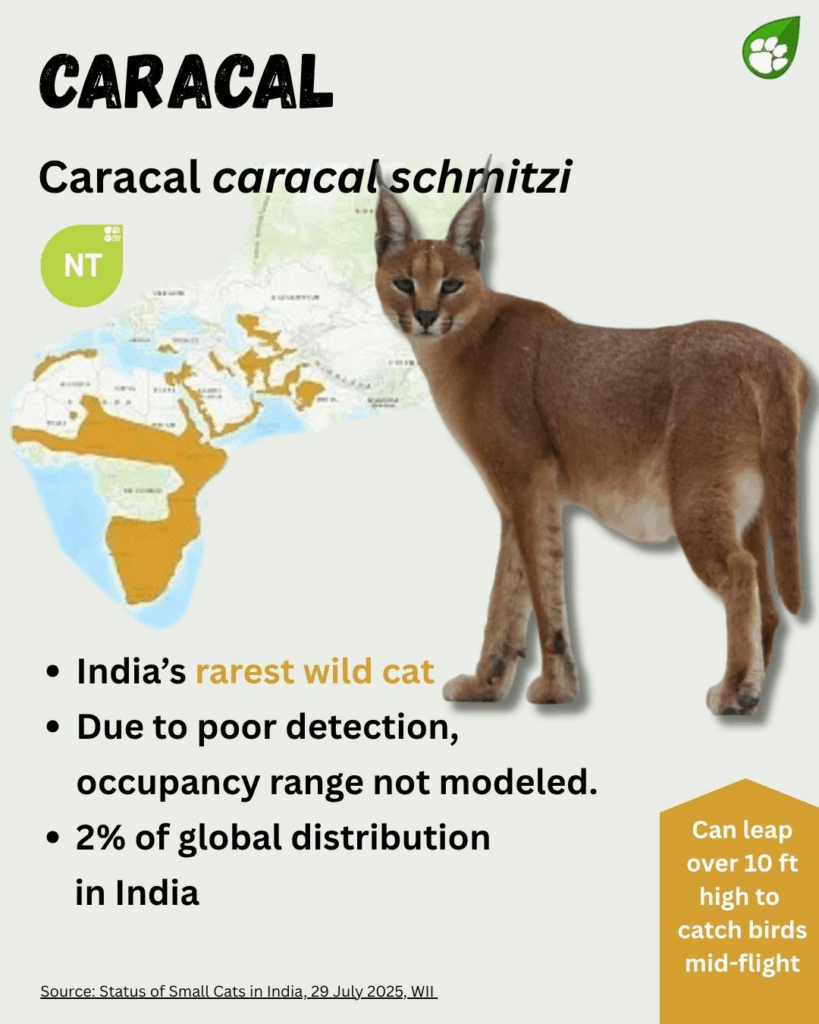 Caracal status in India 
