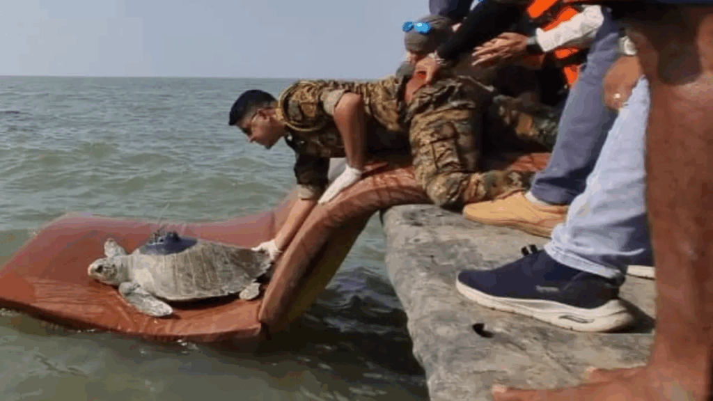 Olive Ridley Turtle, Dahanu Coast, Maharashtra 