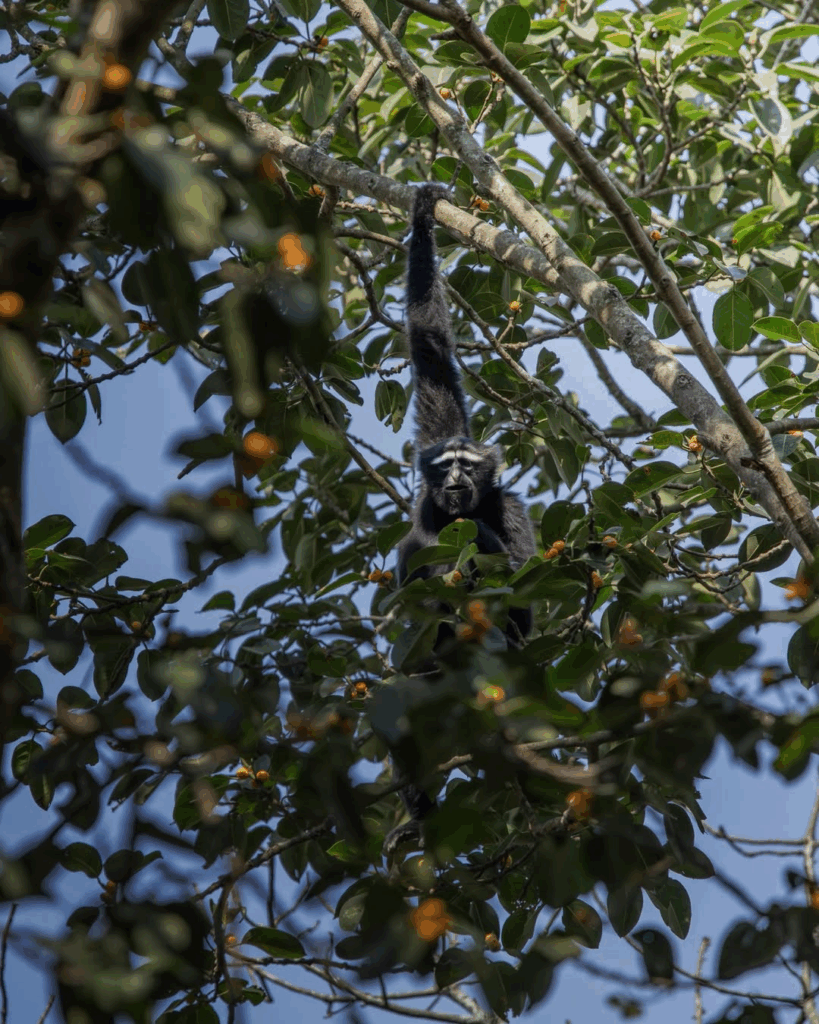 Hoolock Gibbon, Assam 
