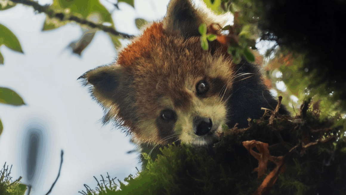 Red Panda