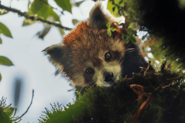 WildShots: A Red Panda, An Olive Ridley Turtle Rescued And Released, An Elephant Moving Through A Landfill
