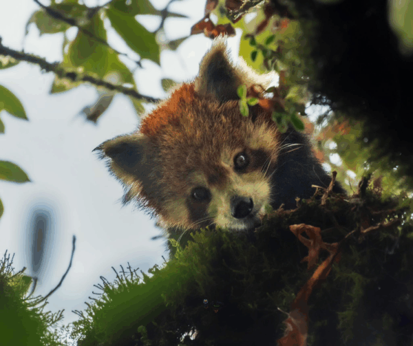 WildShots: A Red Panda, An Olive Ridley Turtle Rescued And Released, An Elephant Moving Through A Landfill