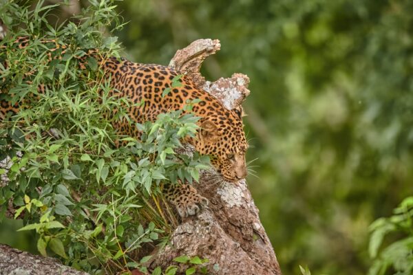 WildShots: A Tiger Mom, Egyptian Vulture, Amur Falcon That Flew 3000 km Across Arabian Sea