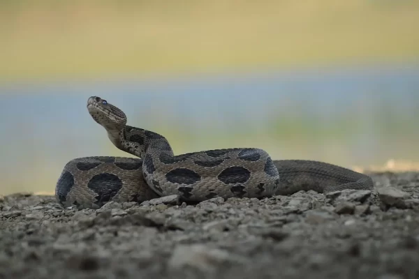 India’s Most Venomous Snakes Are Moving North Because of Climate Change