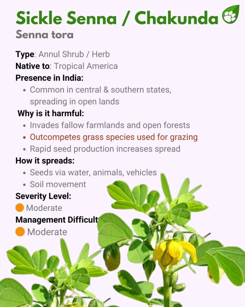 Senna tora or Sickle Senna — invasive herb spreading rapidly in open lands and competing with native grasses.