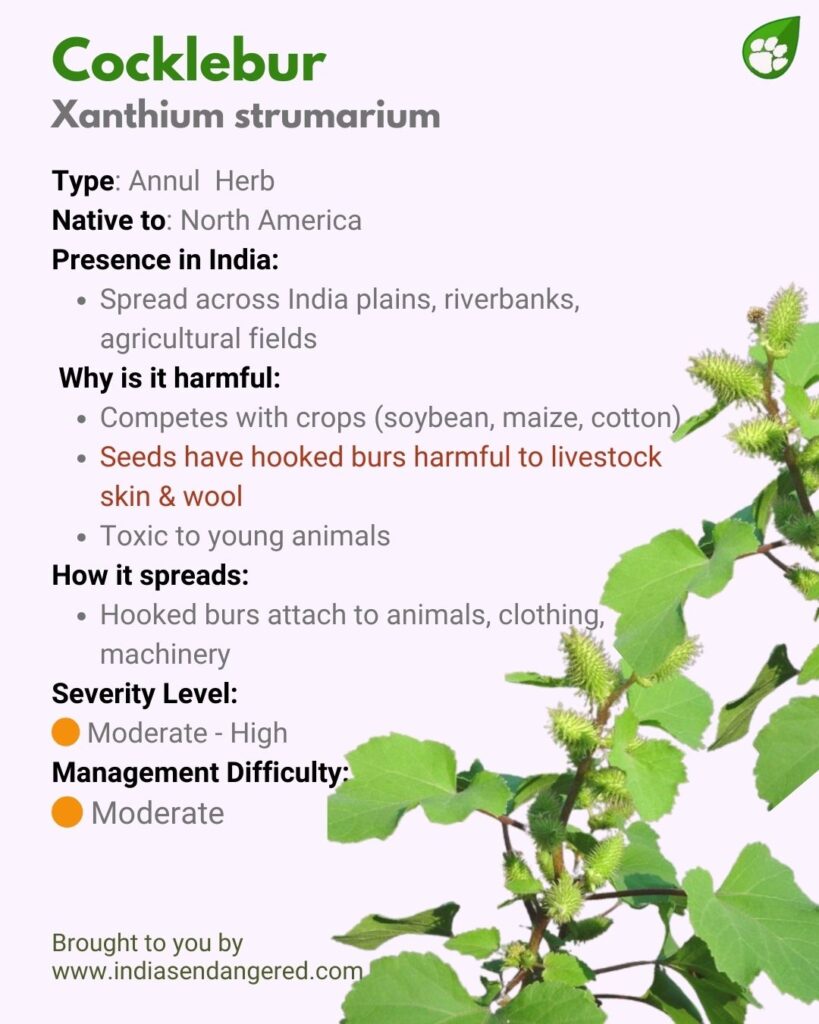 Xanthium strumarium or Common Cocklebur — invasive burr-producing weed affecting farms and livestock.