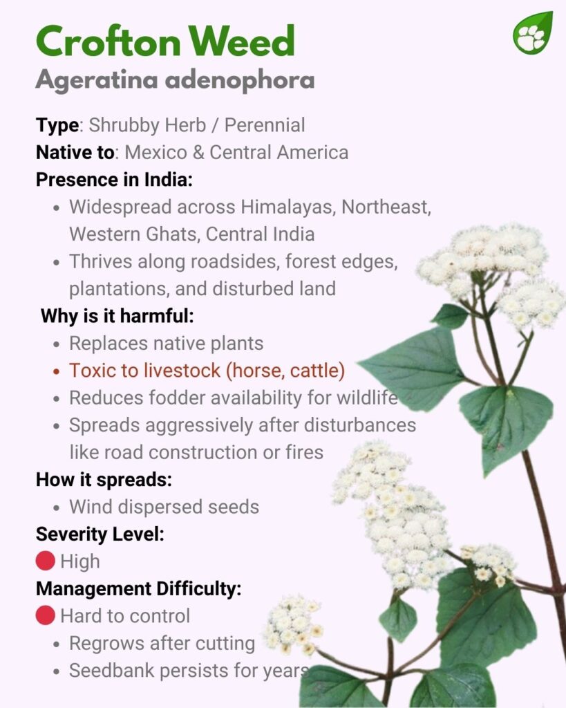Ageratina adenophora or Crofton Weed — invasive shrub forming dense thickets in Indian forests.