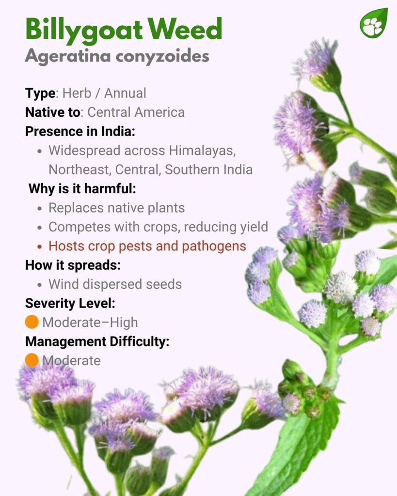 Ageratum conyzoides or Billygoat Weed — invasive herb affecting crops and spreading across India.