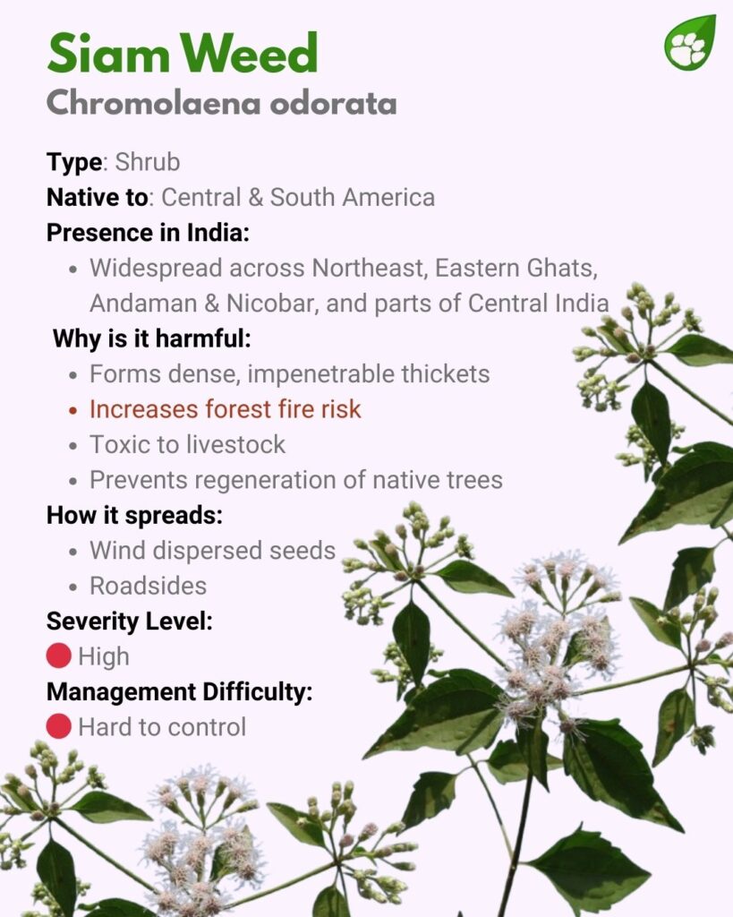 Chromolaena odorata or Siam Weed — aggressive invasive plant creating dense cover in Indian forests.