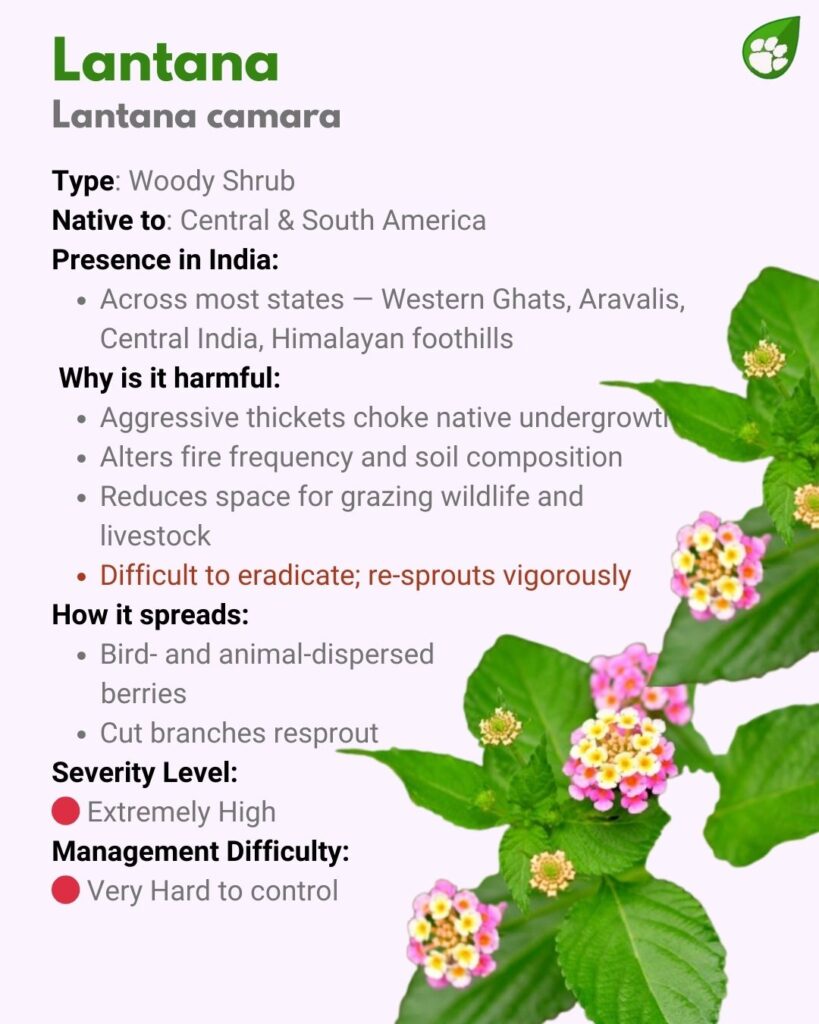 Lantana camara or Lantana — colourful invasive shrub replacing native plants in India’s forests.