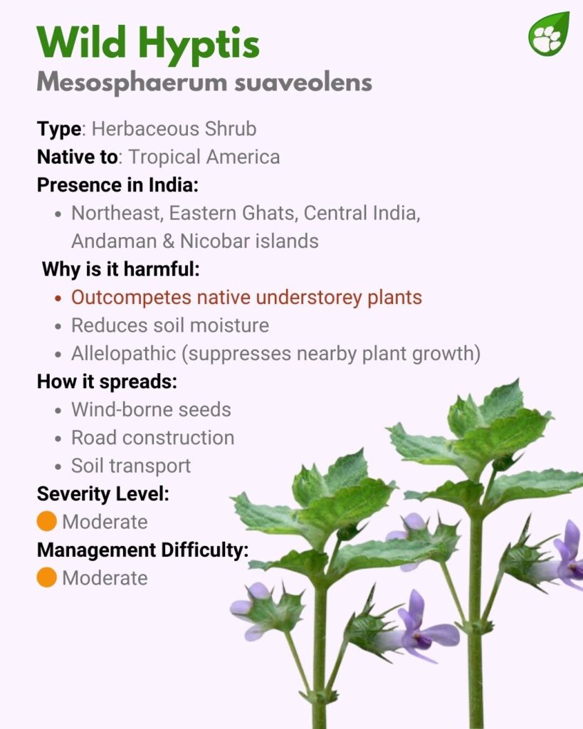 Mesosphaerum suaveolens or Bush Mint — aromatic invasive shrub spreading across forest edges and grasslands.