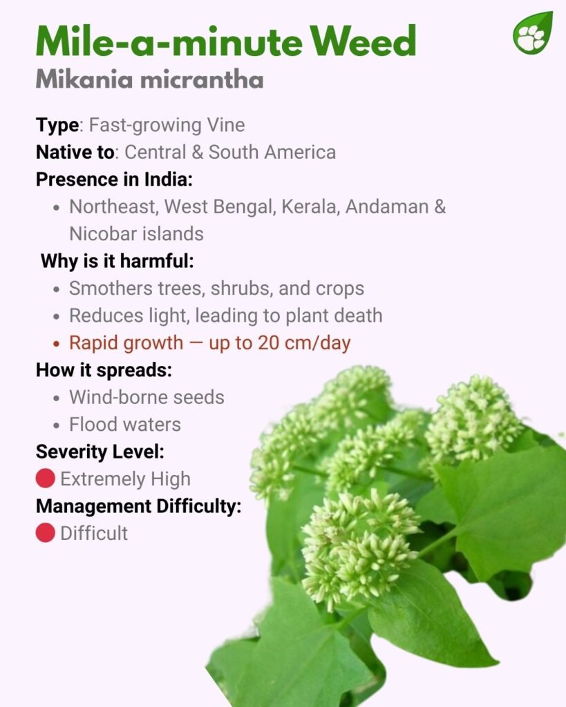 Mikania micrantha or Mile-a-Minute Weed — fast-growing invasive vine smothering trees and crops in India.