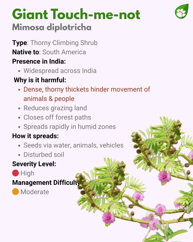 Mimosa diplotricha or Giant Sensitive Plant — thorny invasive species forming dense, impenetrable thickets.