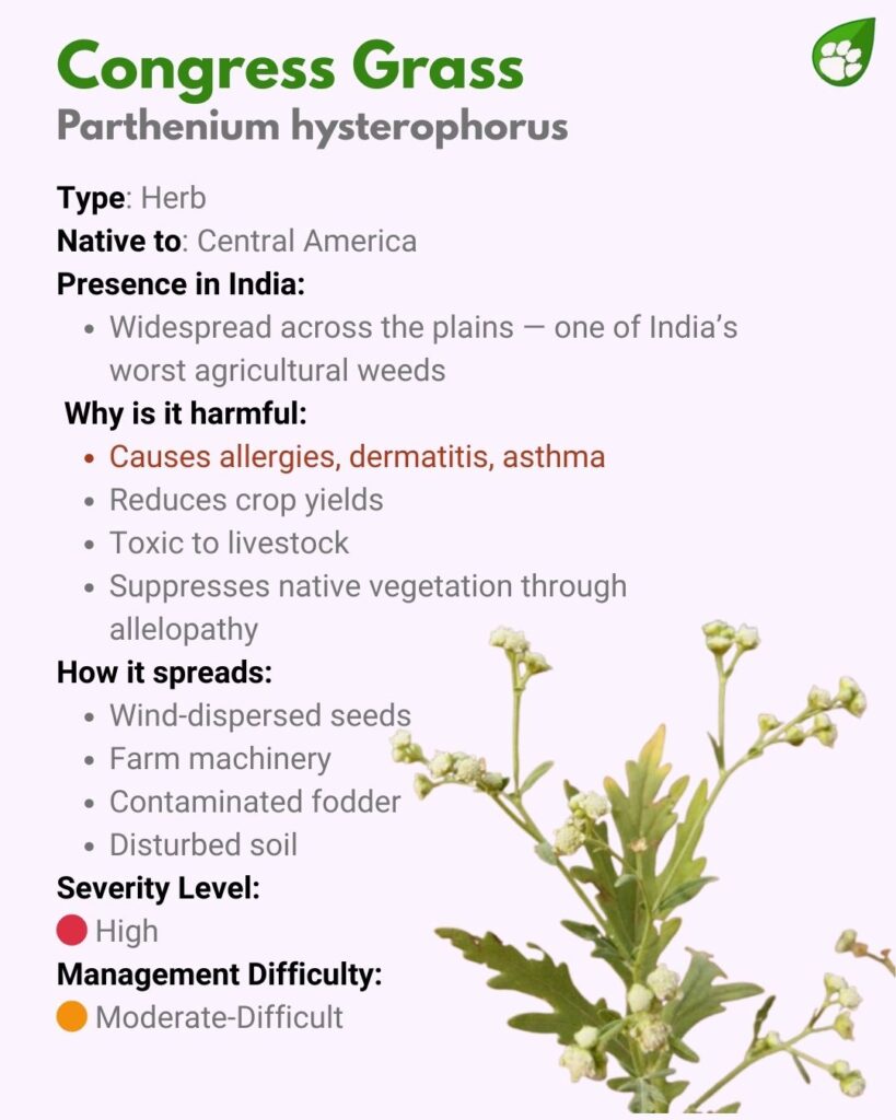Parthenium hysterophorus or Congress Grass — toxic invasive weed causing allergies and crop losses in India.