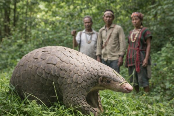 Scientists Find Pangolins In Arunachal Pradesh Using Indigenous Knowledge