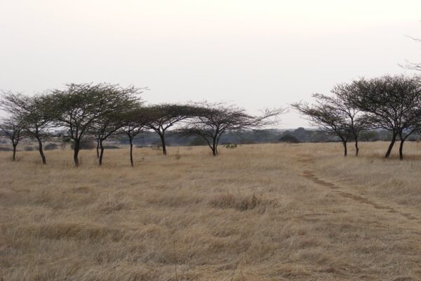 Ancient Texts And Poetry Reveal True Past Of Maharashtra’s Grasslands