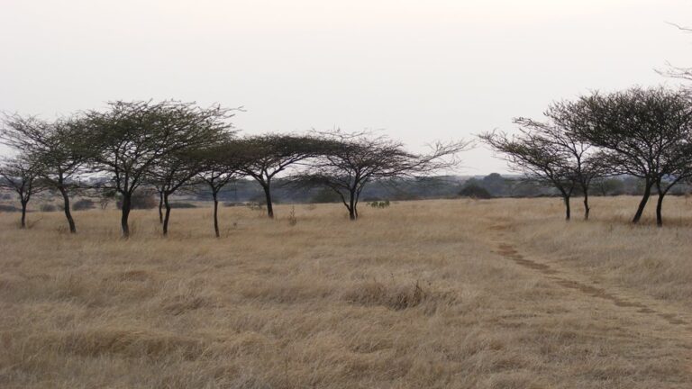 Nannaj_Bustard_Sanctuary_Solapur_Maharashtra_1._Showing_the_Grasslands