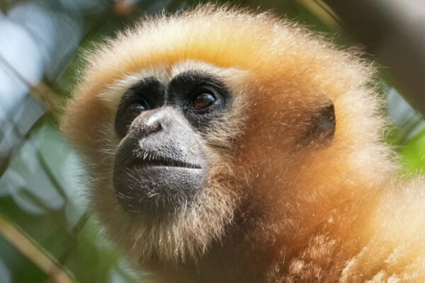 Endangered Hoolock Gibbon Family Rescued From An Isolated Tree in Arunachal Pradesh