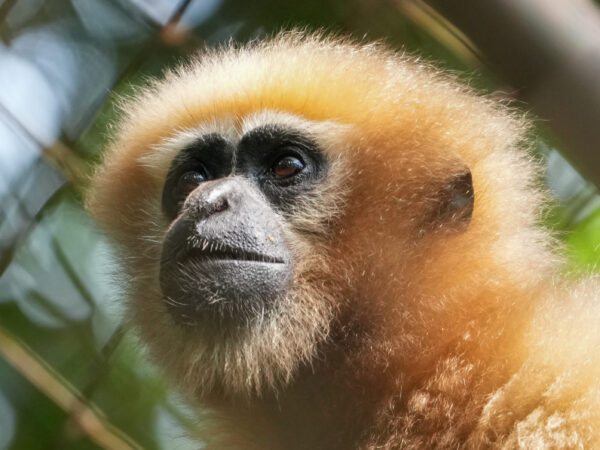 Endangered Hoolock Gibbon Family Rescued From An Isolated Tree in Arunachal Pradesh