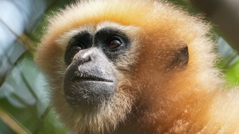 Western Hoolock Gibbon