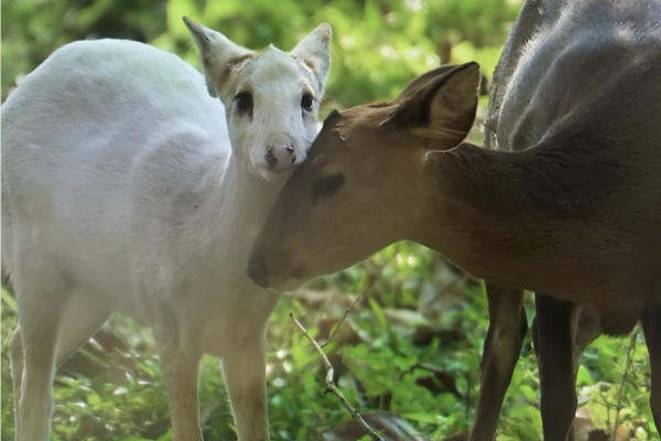 Viral Kaziranga Video Brings Attention to The Endangered Hog Deer and a Rare Genetic Condition