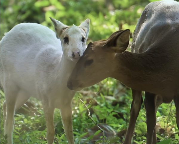 Viral Kaziranga Video Brings Attention to The Endangered Hog Deer and a Rare Genetic Condition
