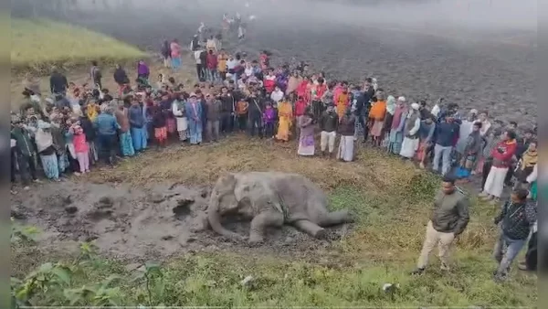 It Is Important To Address The Elephant In The Room 