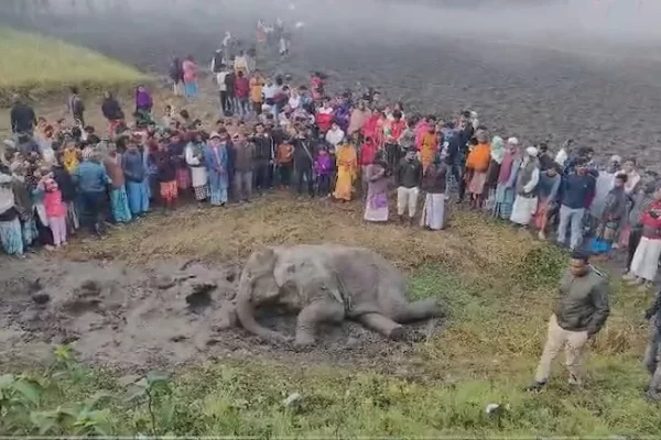 It Is Important To Address The Elephant In The Room 