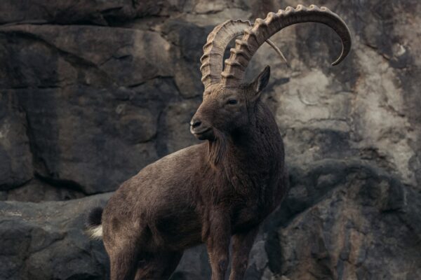 Rare Himalayan Ibex Seen in Gurez Valley of Kashmir