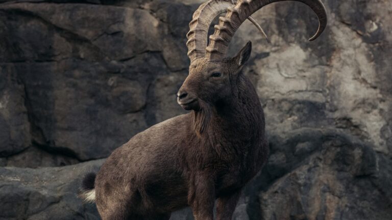 Himalayan Ibex or Asiatic Ibex