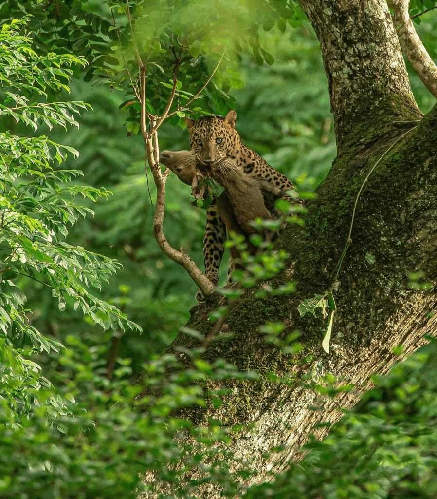 Leopard with kill in Kabini, Karnataka 