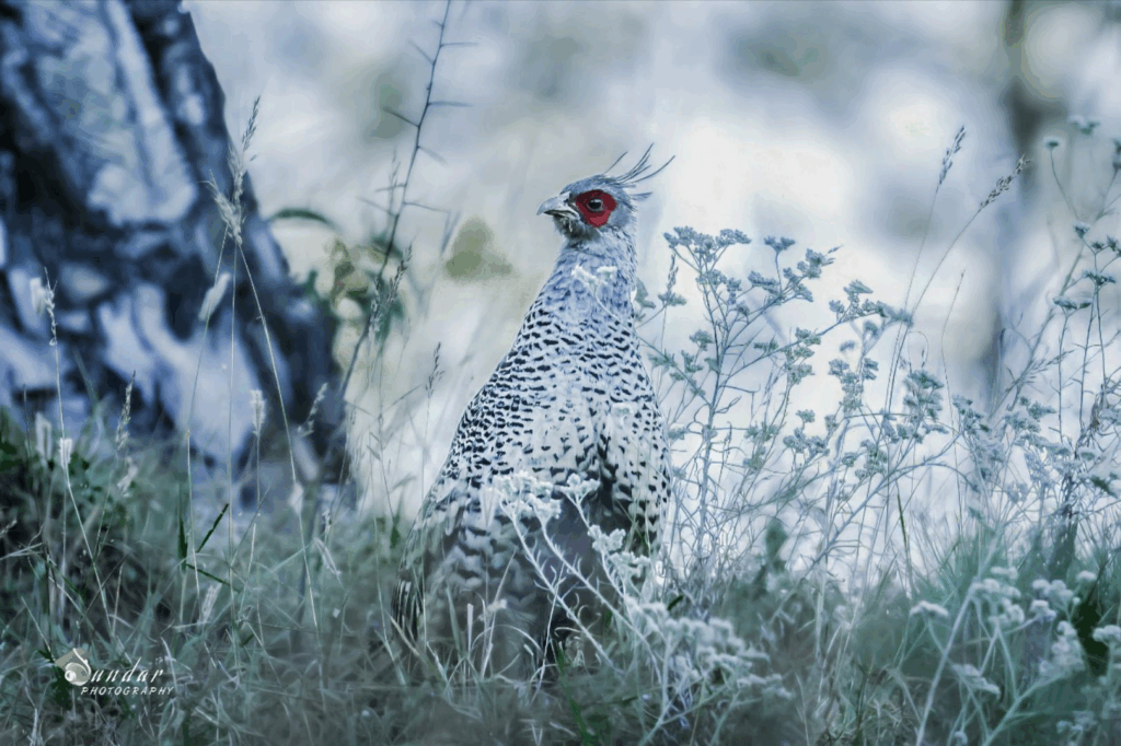 Cheer Pheasant Ranikhet
