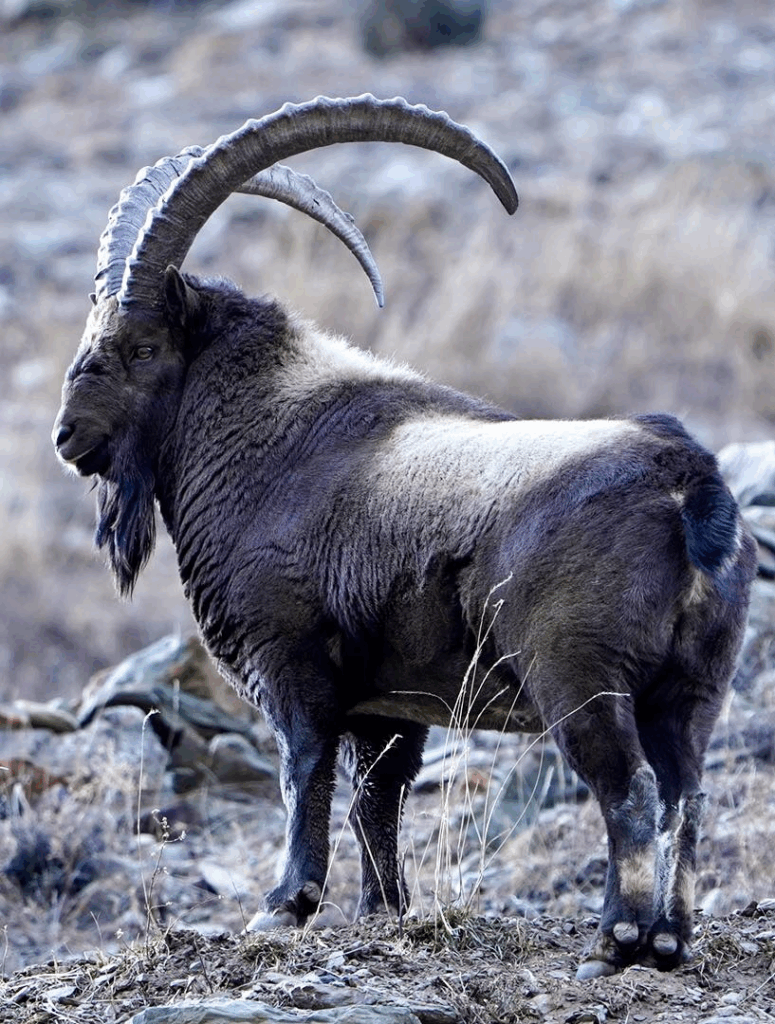 Himalayan Ibex
