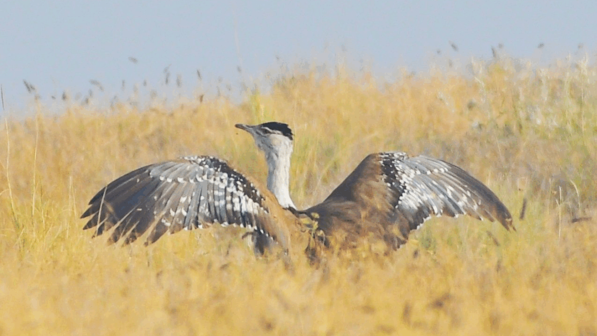 Great Indian Bustard, Jaiselmer