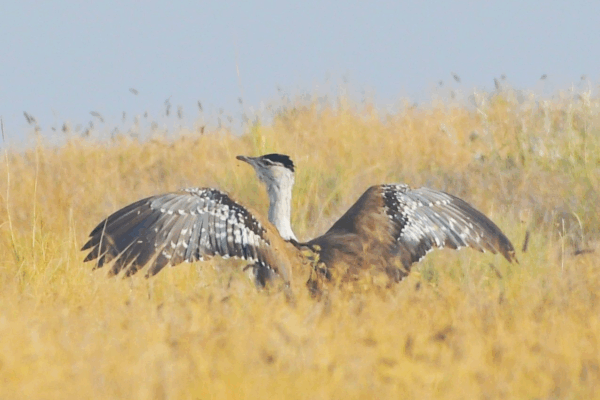 Wildshots: Great Indian Bustard, A Leopard With Kill, A Tree Hugging Sloth Bear