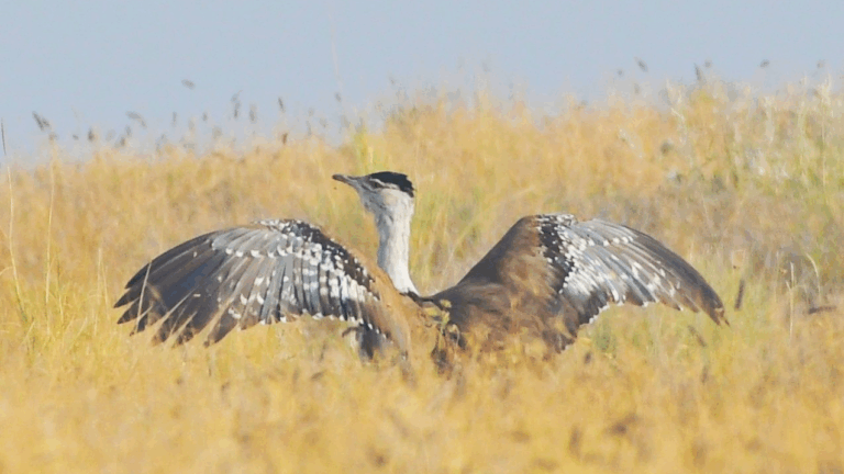 Wildshots: Great Indian Bustard, A Leopard With Kill, A Tree Hugging Sloth Bear