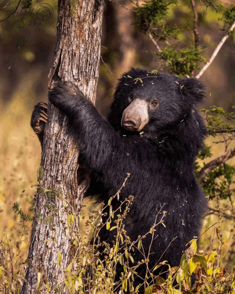 Sloth Bear 