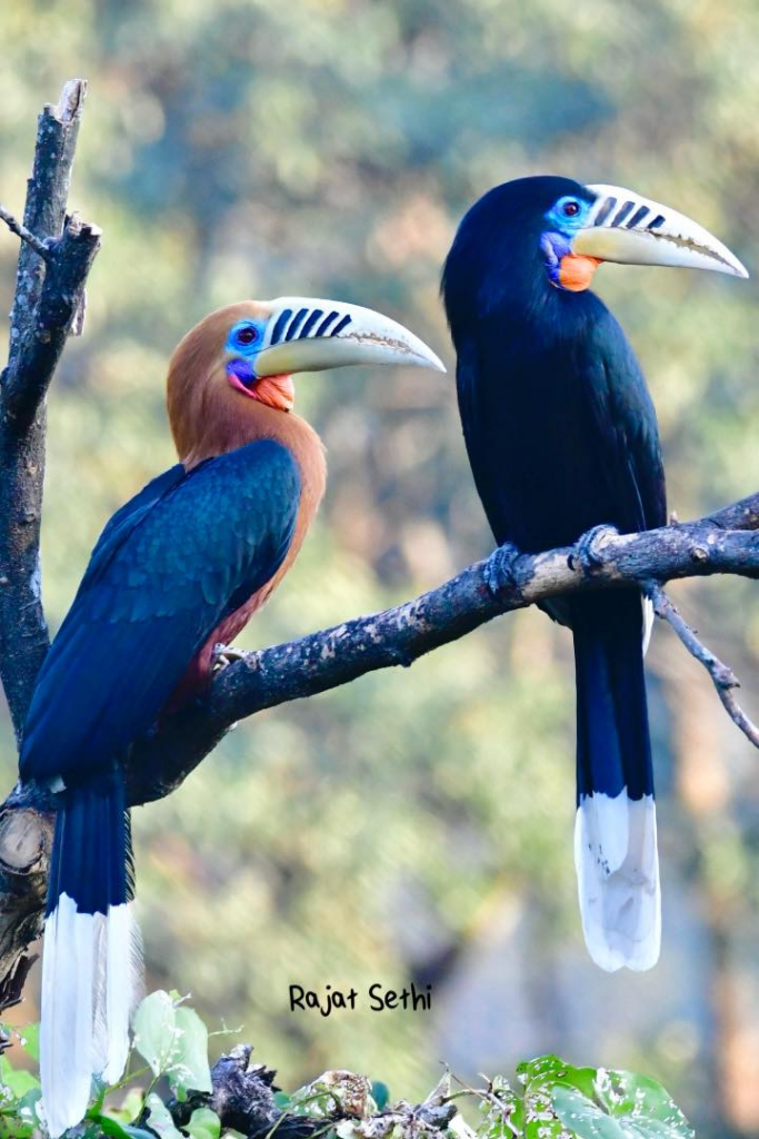 Malabar Pied Hornbill, Rajat Sethi 