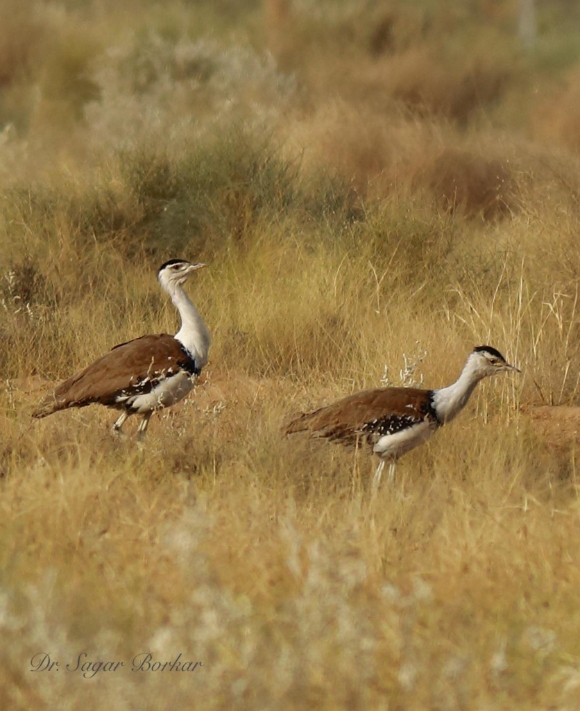 Great Indian Bustard, Sagar Borkar 