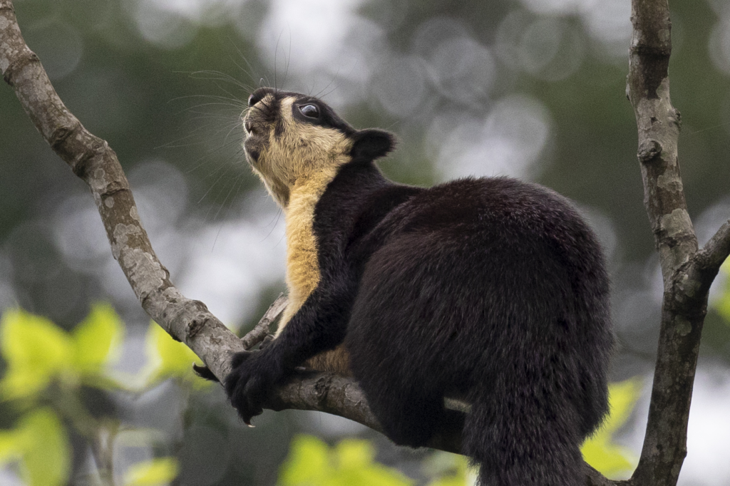 Himalayan Giant Squirrel, Mishmi, Tridibesh Chatterji 